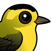 Wilson's Warbler