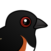 Eastern Towhee
