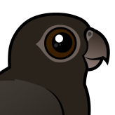 Greater Vasa-Parrot