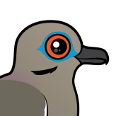 White-winged Dove
