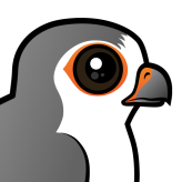 African Pygmy Falcon