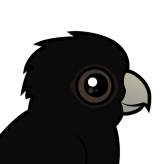 Red-tailed Black Cockatoo