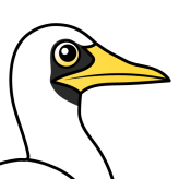 Masked Booby