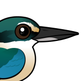 Sacred Kingfisher