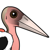 Marabou Stork
