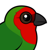 Red-headed Parrotfinch