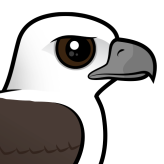 White-bellied Sea Eagle
