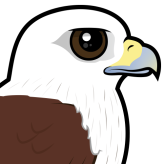 Brahminy Kite
