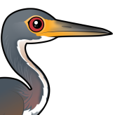 Tricolored Heron