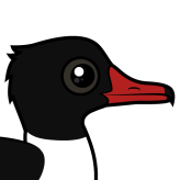 Common Merganser