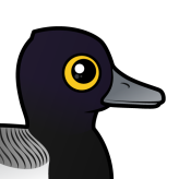 Lesser Scaup
