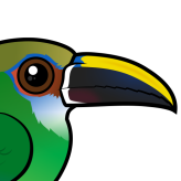 Northern Emerald Toucanet