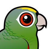 Mealy Parrot