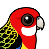 Eastern Rosella