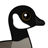 Cackling Goose