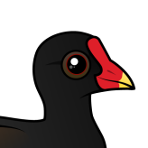 Common Gallinule