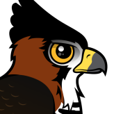Ornate Hawk-Eagle