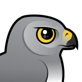 Northern Harrier