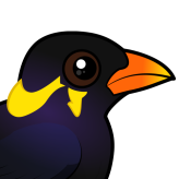 Common Hill Myna