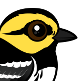 Golden-cheeked Warbler