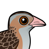 Corn Crake