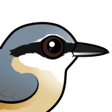 Eurasian Nuthatch