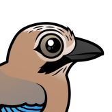 Eurasian Jay