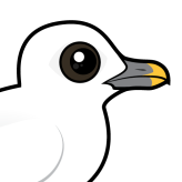 Ivory Gull