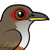 Puerto Rican Lizard-Cuckoo