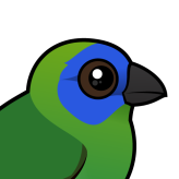 Blue-faced Parrotfinch