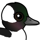 Bufflehead