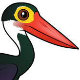 Storm's Stork