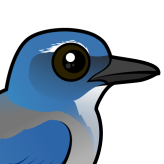 Woodhouse's Scrub-Jay