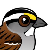 White-throated Sparrow