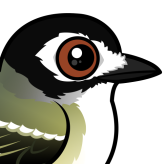 Black-capped Vireo