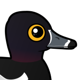 Ring-necked Duck