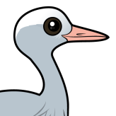 Blue Crane