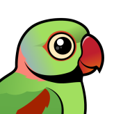 Alexandrine Parakeet