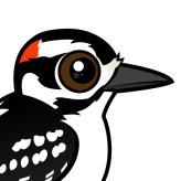 Hairy Woodpecker