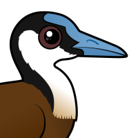 African Jacana