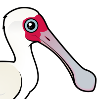 African Spoonbill