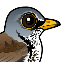 Fieldfare