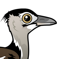 Kori Bustard