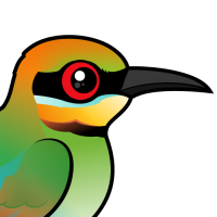 Rainbow Bee-eater