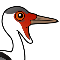 Wattled Crane