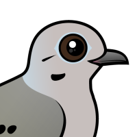 Mourning Dove