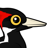 Ivory-billed Woodpecker