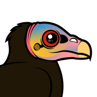 Lesser Yellow-headed Vulture
