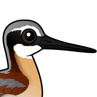 Wilson's Phalarope