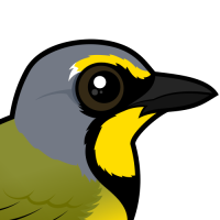 Bokmakierie